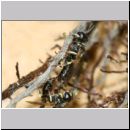 Crossocerus sp - Grabwespe 12c 6mm Paarung - Sandgrube Niedringhaussee.jpg